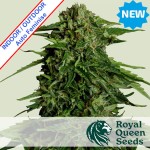 Epsilon F1 Auto Feminise