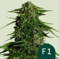 Epsilon F1 Auto Feminise