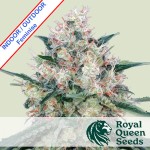 Honey Cream Fast Version Feminise