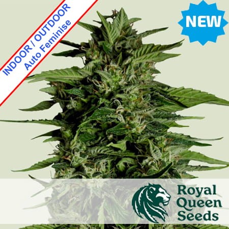 Hyperion F1 Auto Feminise