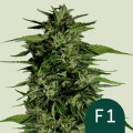 Hyperion F1 Auto Feminise