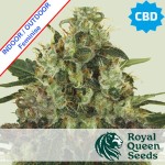 Medical Mass CBD Feminise