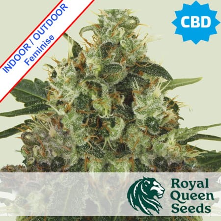 Medical Mass CBD Feminise