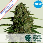 Medusa F1 Auto Feminise