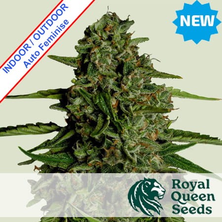 Medusa F1 Auto Feminise