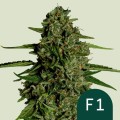 Medusa F1 Auto Feminise