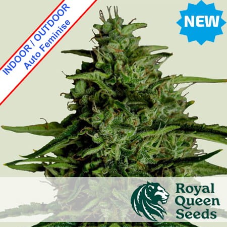 Milky Way F1 Auto Feminise