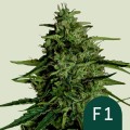 Milky Way F1 Auto Feminise