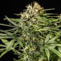 Milky Way F1 Auto Feminise