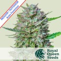 Mimosa Auto Feminise