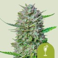 Mimosa Auto Feminise