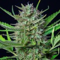 Mimosa Auto Feminise