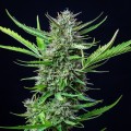 Mimosa Auto Feminise
