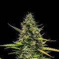 Mimosa Auto Feminise