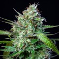 Mimosa Auto Feminise