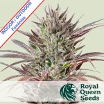 North Thunderfuck Feminise