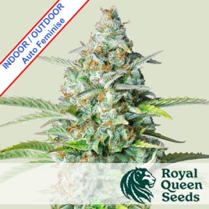 Northern Light Auto Feminise