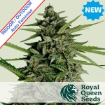 Orion F1 Auto Feminise