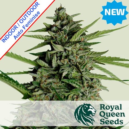 Orion F1 Auto Feminise