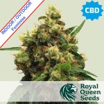 Painkiller XL CBD Feminise