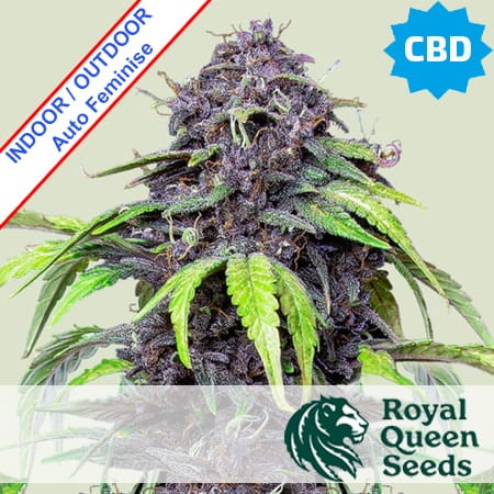 Purplematic CBD Auto Feminise