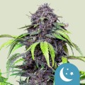 Purplematic CBD Auto Feminise