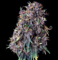 Purplematic CBD Auto Feminise