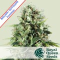 Royal AK Feminise