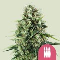 Royal AK Feminise