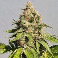 Royal AK Feminise