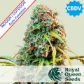 Royal CBDV Auto Feminise