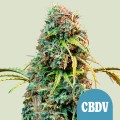 Royal CBDV Auto Feminise