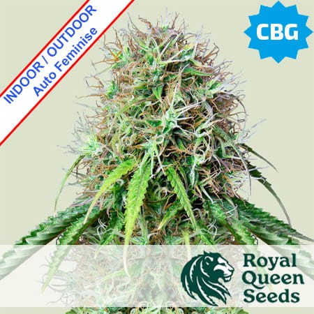 Royal CBG Auto Feminise