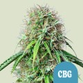 Royal CBG Auto Feminise