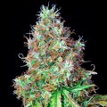 Royal CBG Auto Feminise