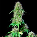 Royal CBG Auto Feminise
