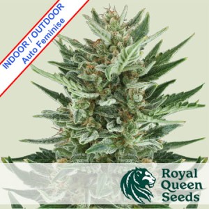 Royal Cheese Auto Feminise
