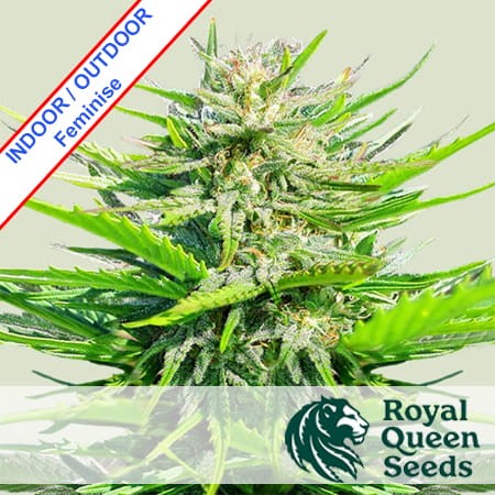 Royal Cheese Fast Version Feminise