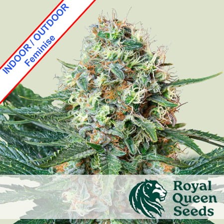 Royal Cookies Feminise