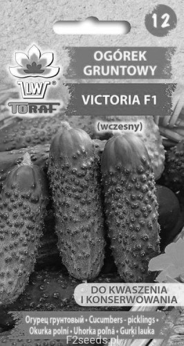 Ogórek gruntowy VICTORIA F1
