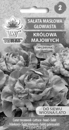 Sałata masłowa głowiasta - Królowa Majowych