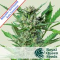 Royal Dwarf Auto Feminise
