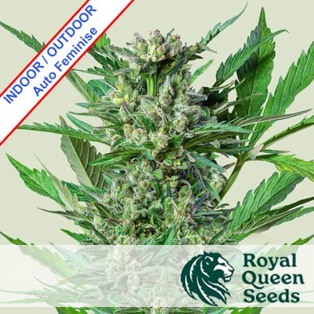 Royal Dwarf Auto Feminise