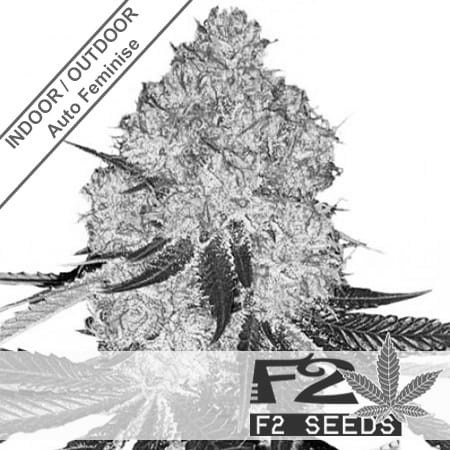 Zkittlez Auto Feminise