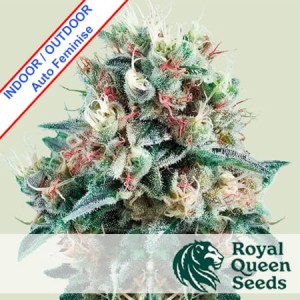 Royal Creamatic Auto Feminise