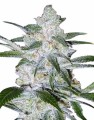 Bubble Gum Auto Feminise