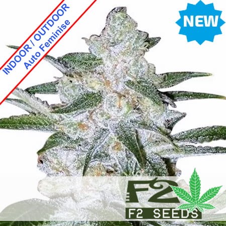 Bubble Gum Auto Feminise