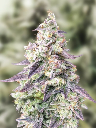 Brain Stroke Fast Version Feminise