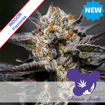 Calypso Sunrocks Feminise