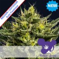 Wham Boom Auto Feminise